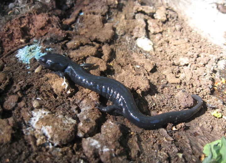 Black Salamander